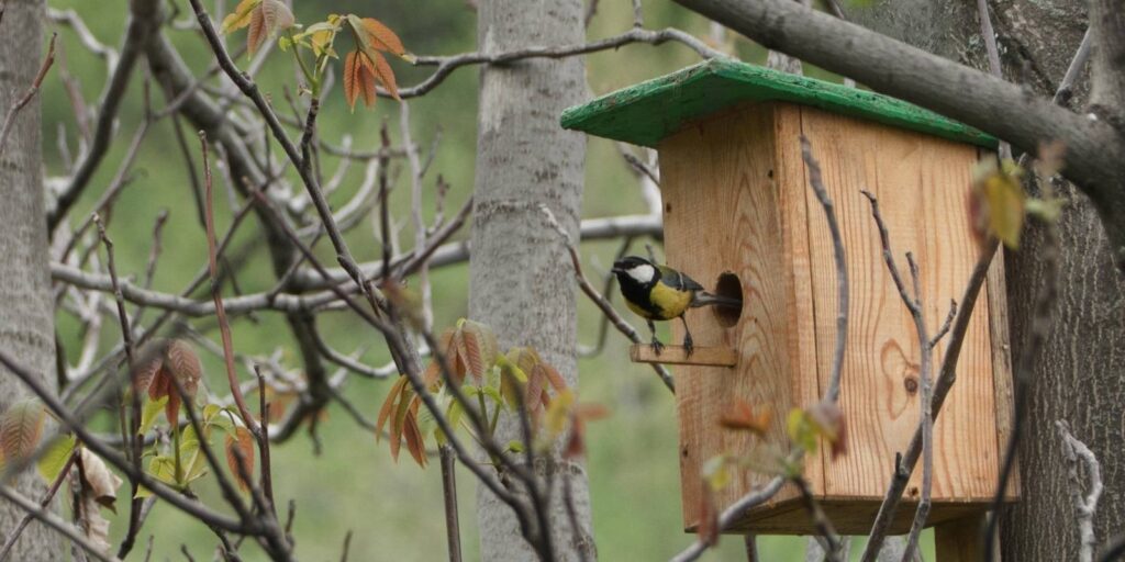 Ein Vogelkasten hängt an einem Baum. Davor sitzt ein kleiner Vogel auf einem Ast.